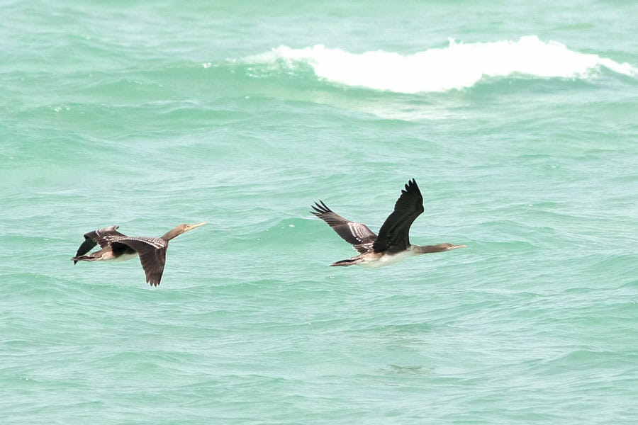Two Socotra Cormorants in flight