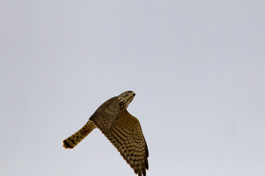 Levant Sparrowhawk in flight