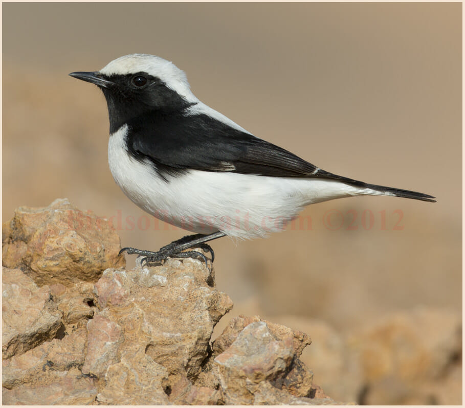 Finsch's Wheatear perched on a rock