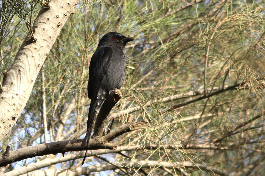 Ashy Drongo perched on a tree branch