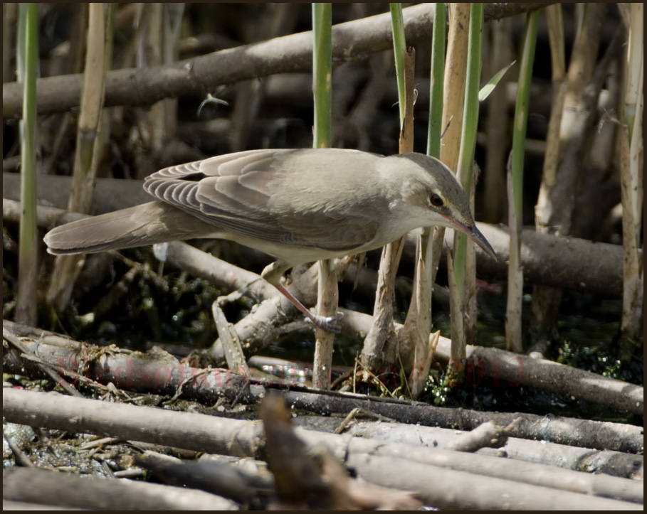 Basra Reed Warbler standing on the ground