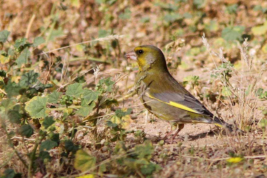 European Greenfinch feeding on thr ground