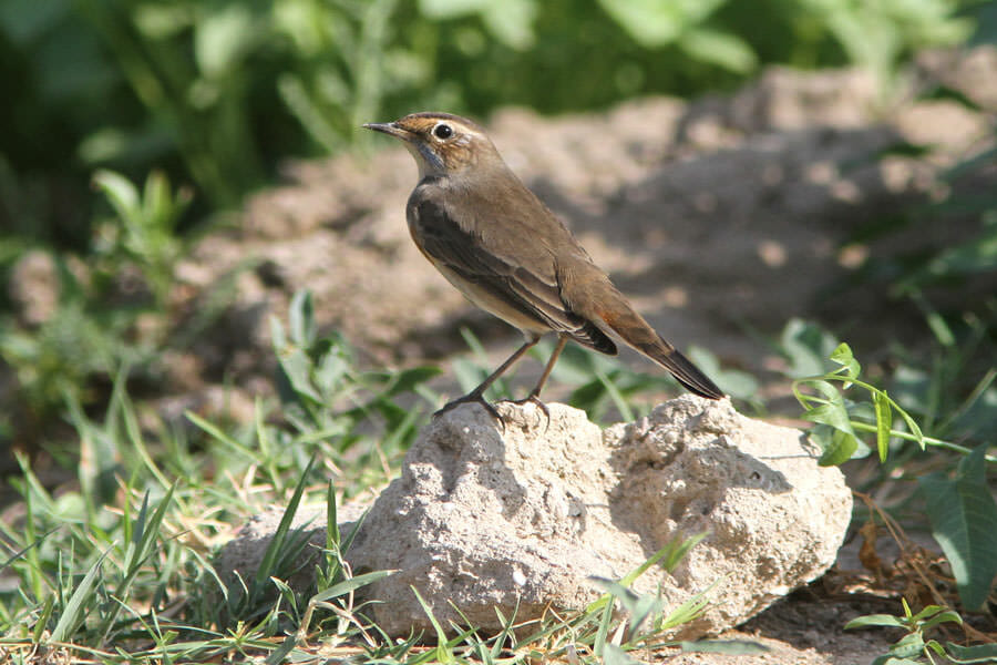 Bluethroat perched on a rock