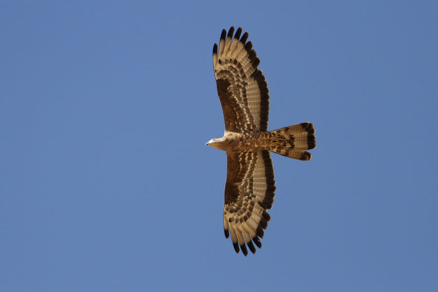 European Honey Buzzard in flight