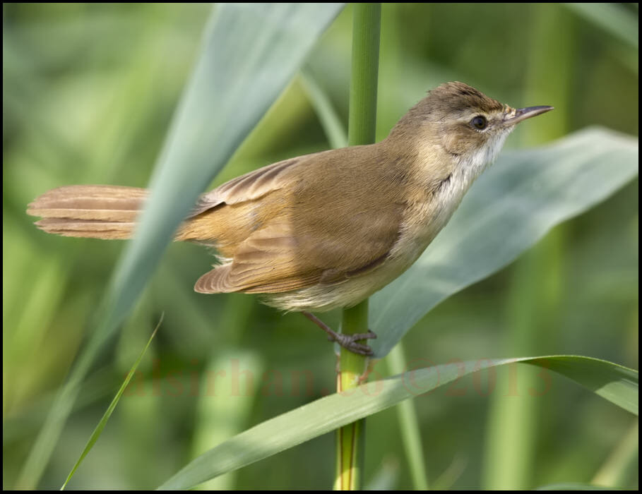 Paddyfield Warbler perched on reed stem