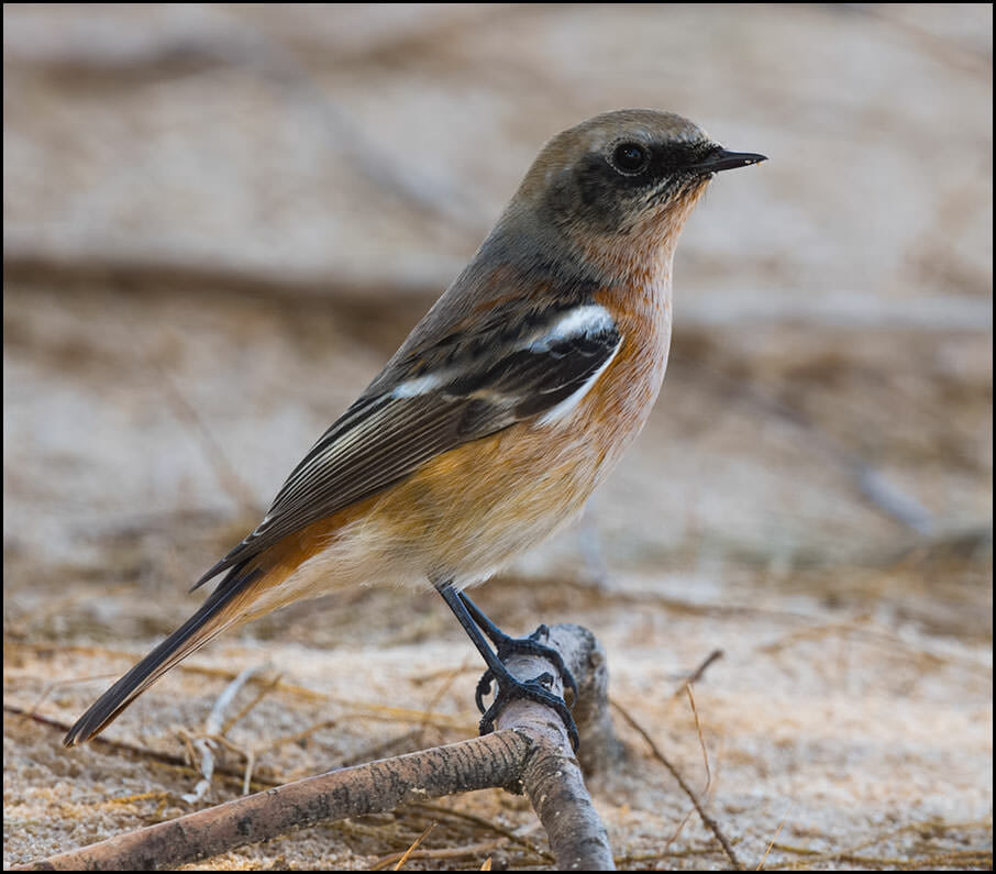 Eversmann's Redstart perched on a branch