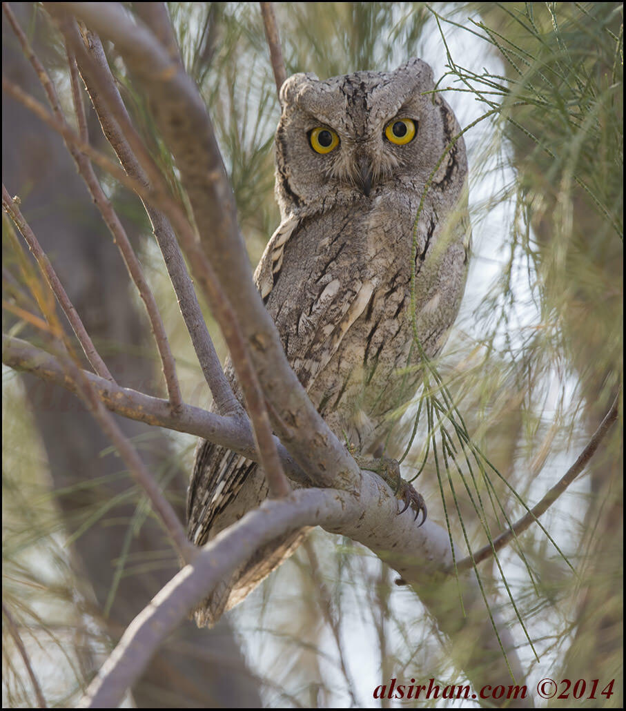 Pallid Scops Owl perched on a tree branch