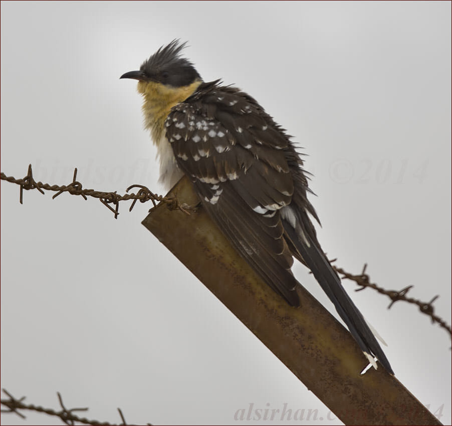 Great Spotted Cuckoo perched on barbed wire