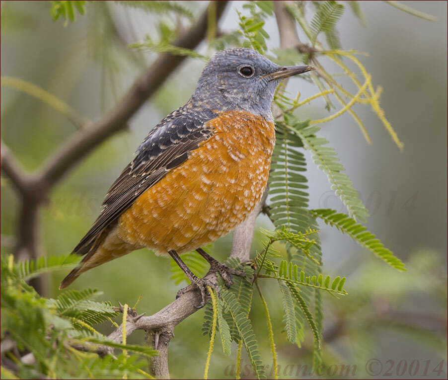 Common Rock Thrush perched on a tree branch