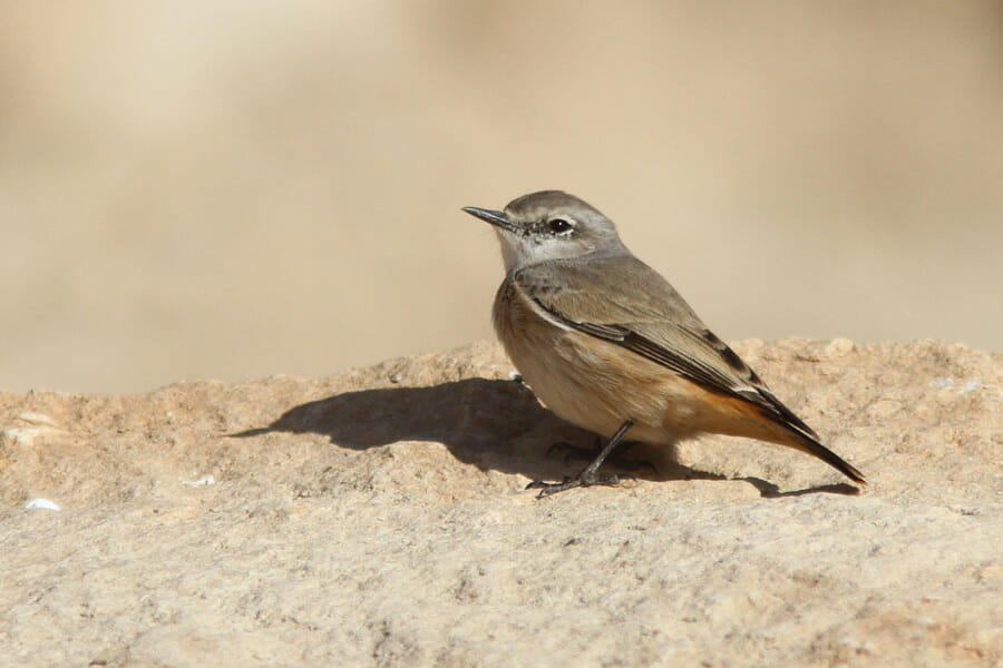 Red-tailed Wheatear standing on the ground