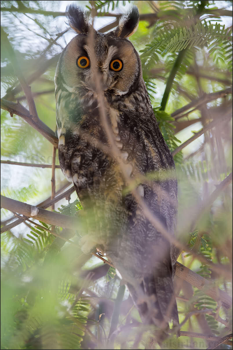 Long-eared Owl perched on a tree