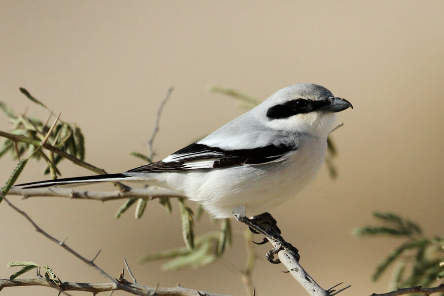 Great Grey Shrike perched on a tree branch