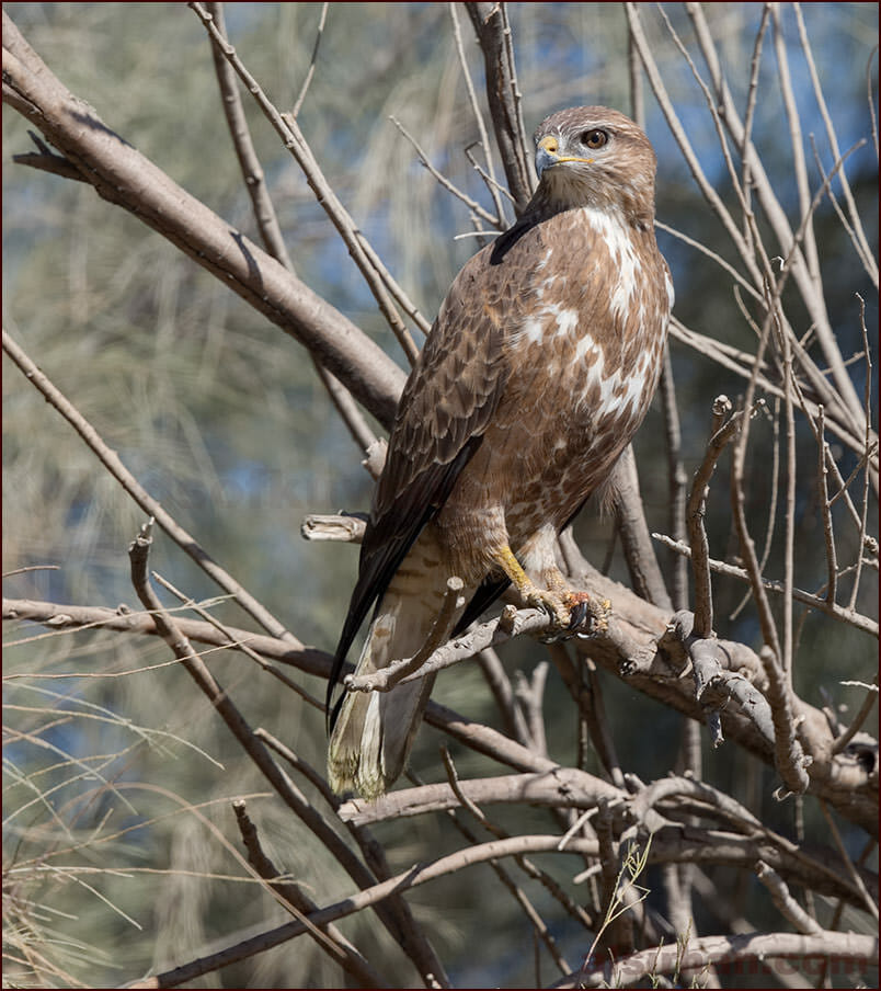 Common Buzzard perched on a tree branch