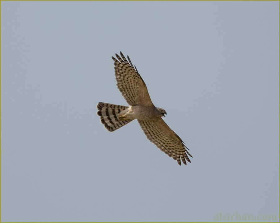 Asian Shikra in flight