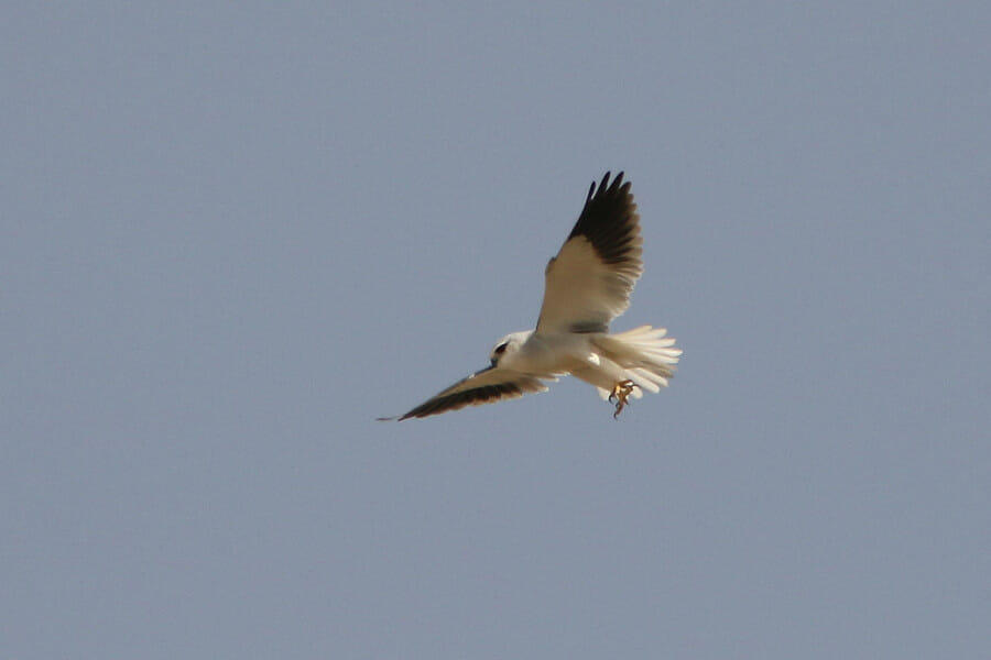 Black-winged Kite in flight