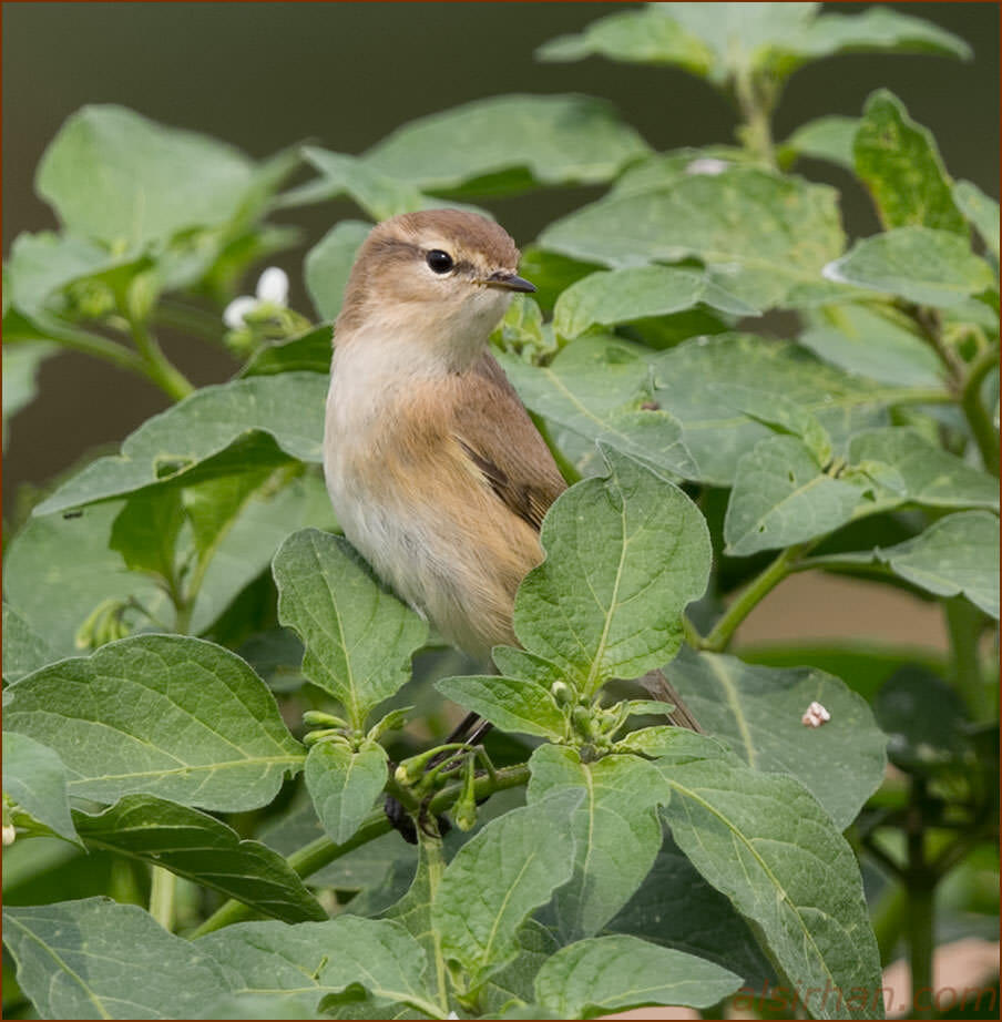 Mountain Chiffchaff perched on top of a bush