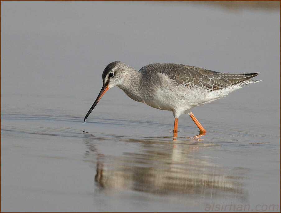 Spotted Redshank feeding in water
