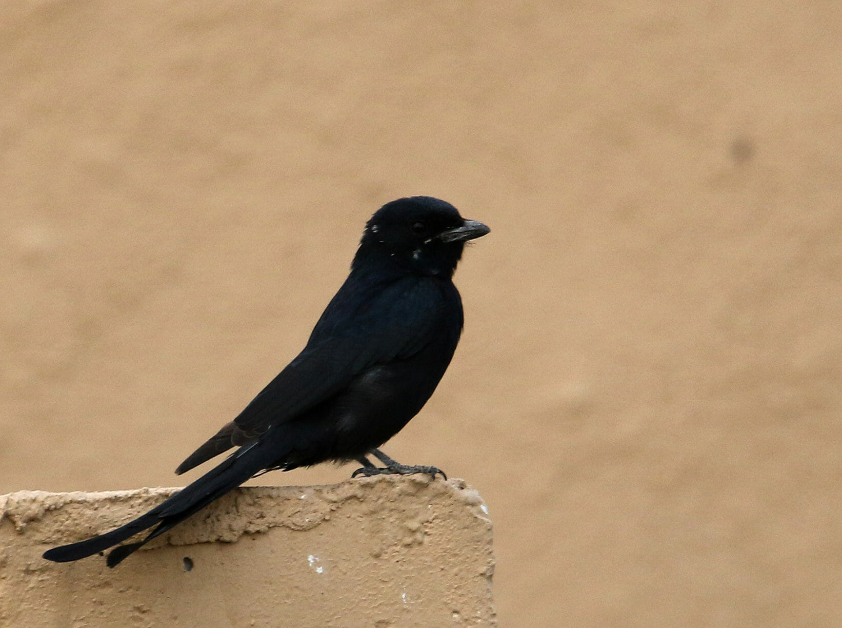 Black Drongo perched on a rock