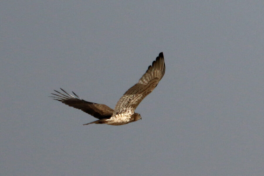 Crested Honey Buzzard in flight