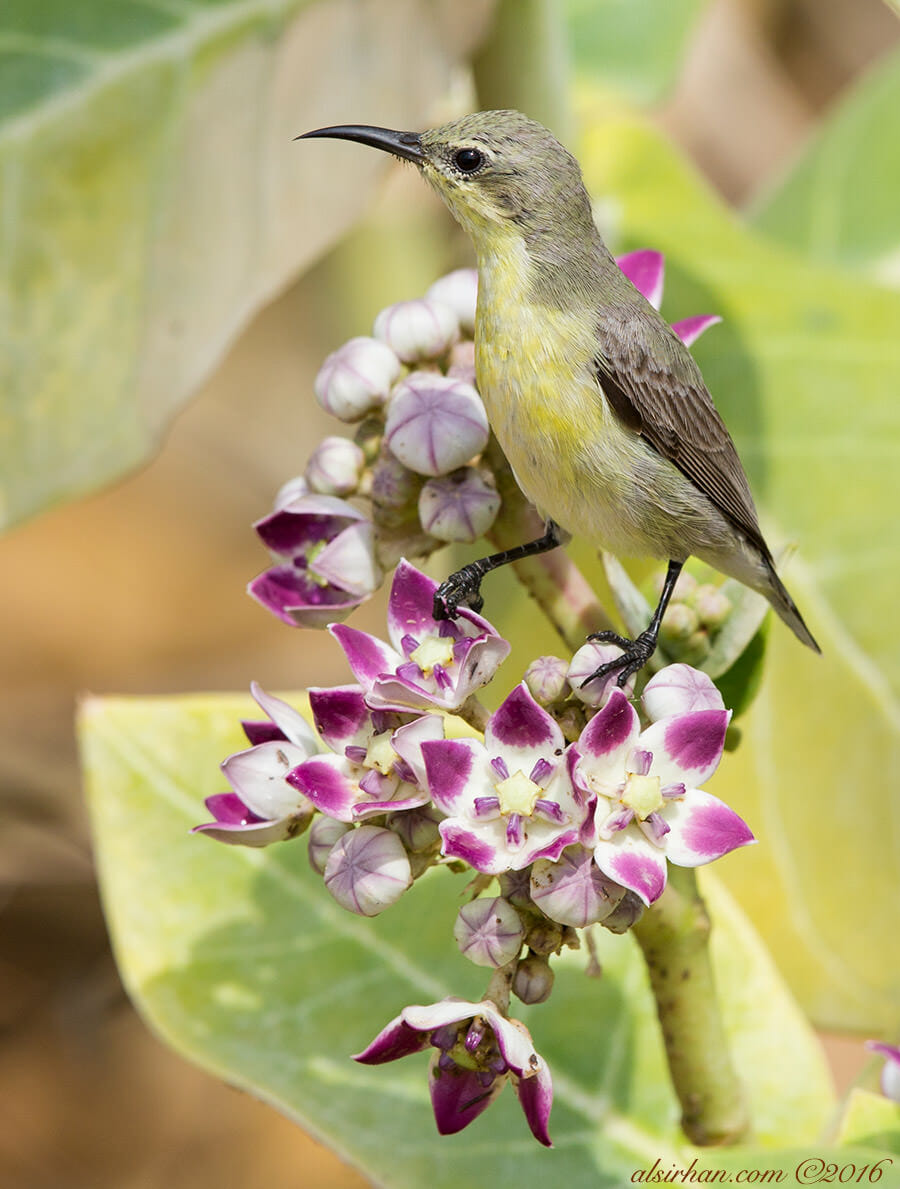 Purple Sunbird perched on a branch of a tree