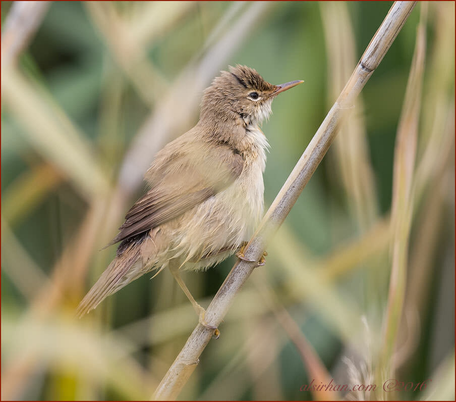 Basra Reed Warbler perched on a reed stem