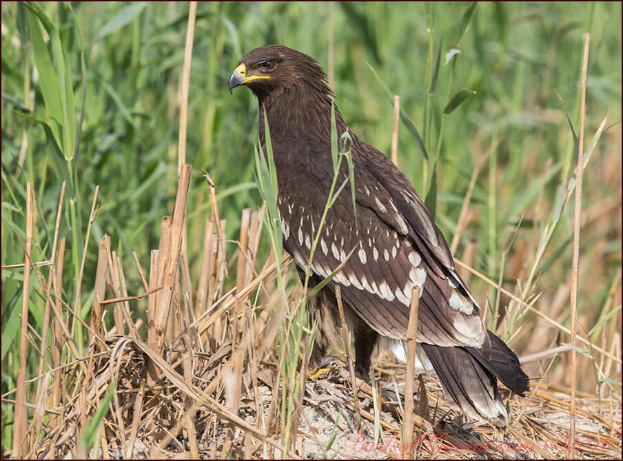 Greater Spotted Eagle standing on the ground