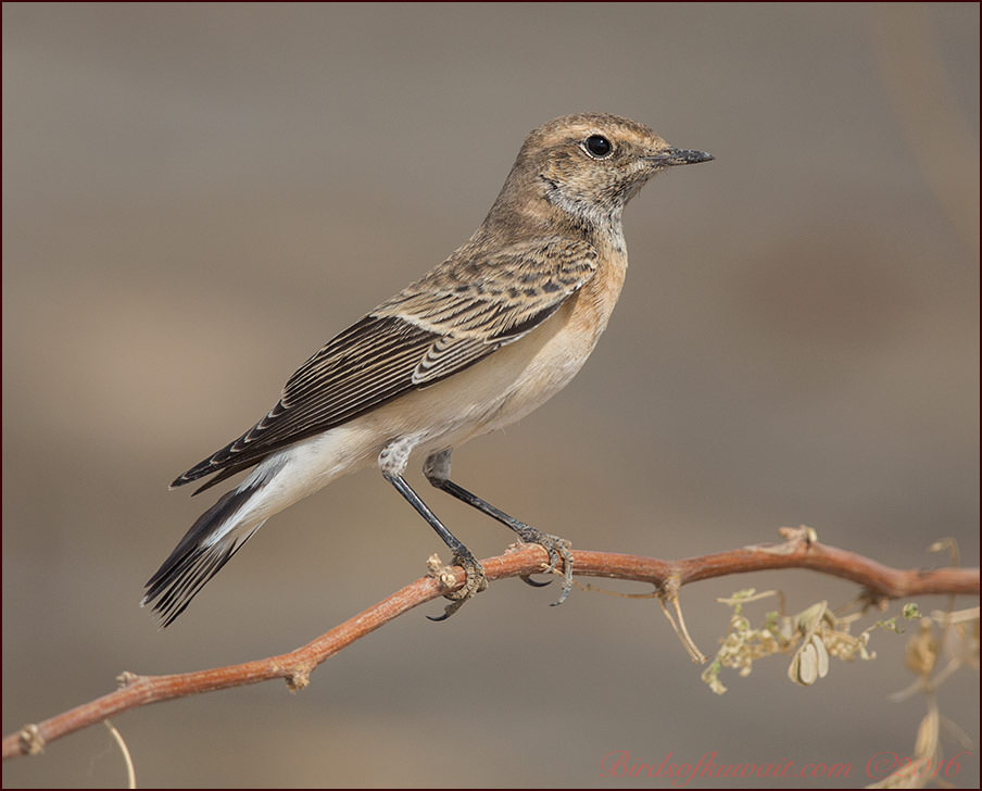 Pied Wheatear perched on a branch of a tree