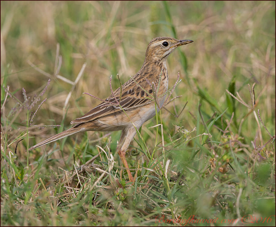 Richard's Pipit standing on the ground
