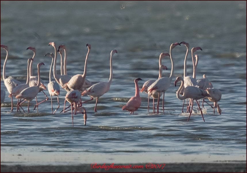 Lesser Flamingo standing in water