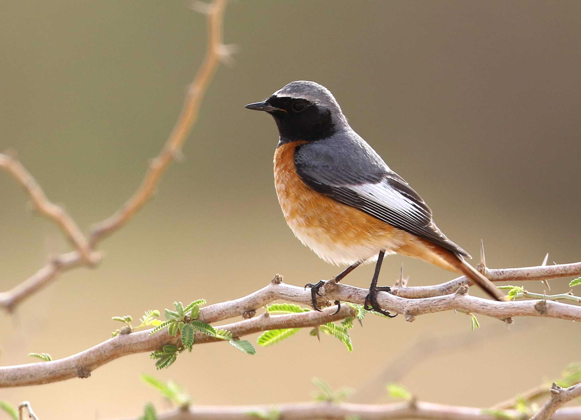 Ehrenberg's or Common Redstart perched on a branch of a tree