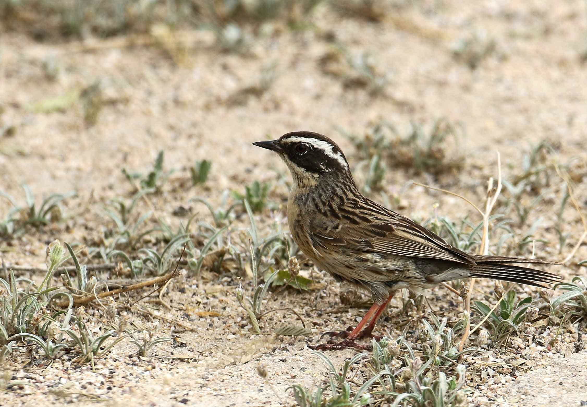 Radde’s Accentor perched on the ground