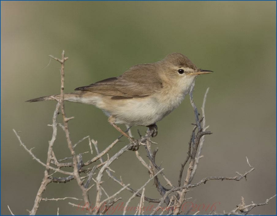 Sykes's Warbler perched on a branch of a bush