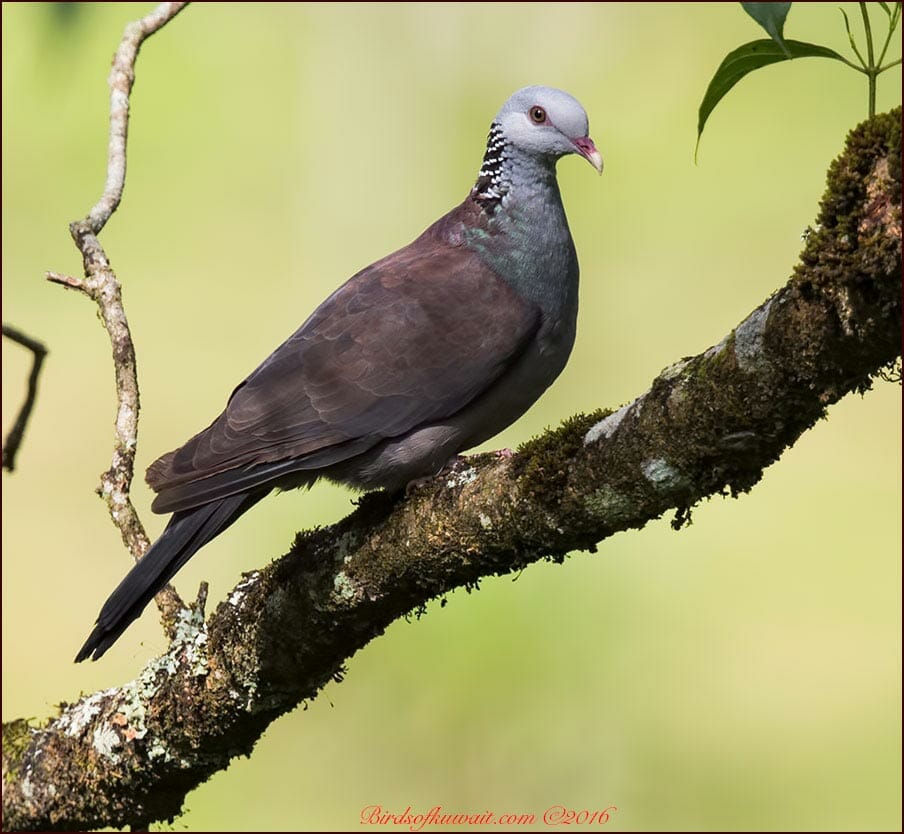Nilgiri Wood pigeon perched on a branch of a tree