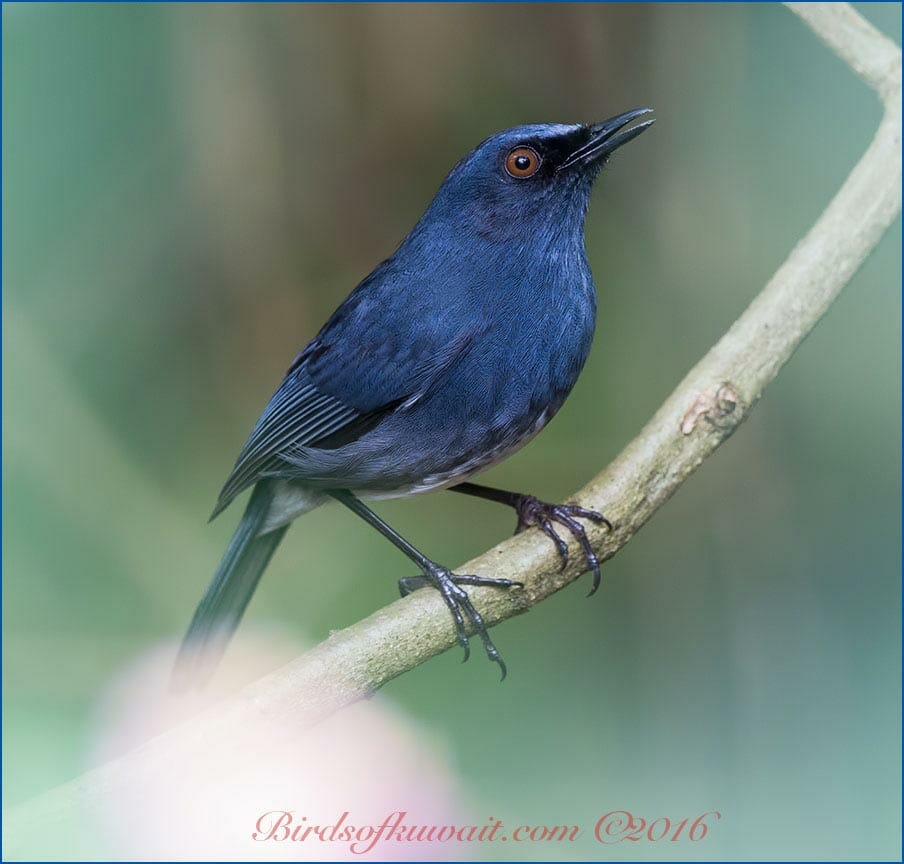 White-bellied Blue Robin perched on a branch of a tree