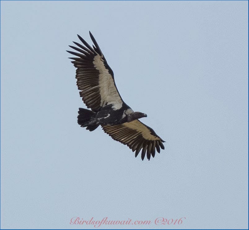 White-rumped Vulture in flight