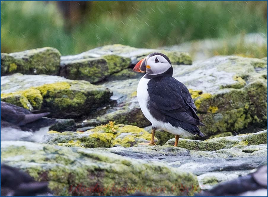 Atlantic Puffin standing on a rock