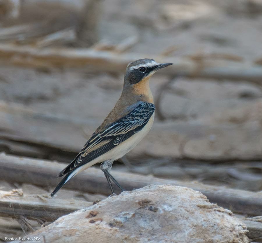 Northern Wheatear perched on a rock
