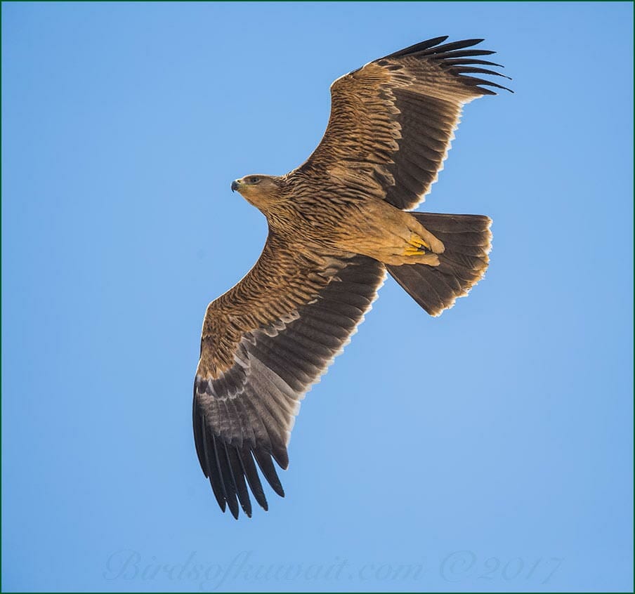 Eastern Imperial Eagle in flight