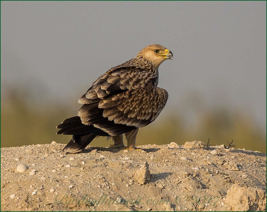 Eastern Imperial Eagle perched on the ground