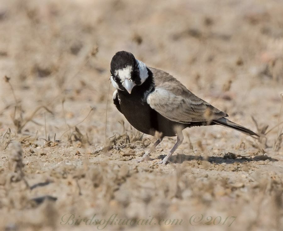 Black-crowned Sparrow-Lark feeding in the desert