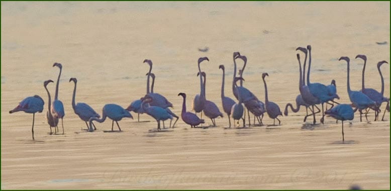 Lesser Flamingo amongst Greater Flamingos