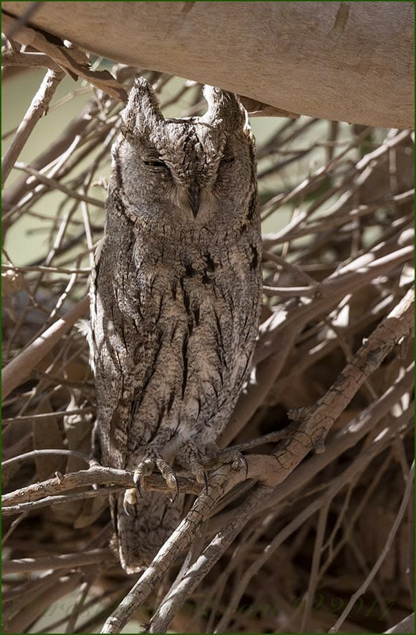 Pallid Scops Owl perched on a branch of a tree