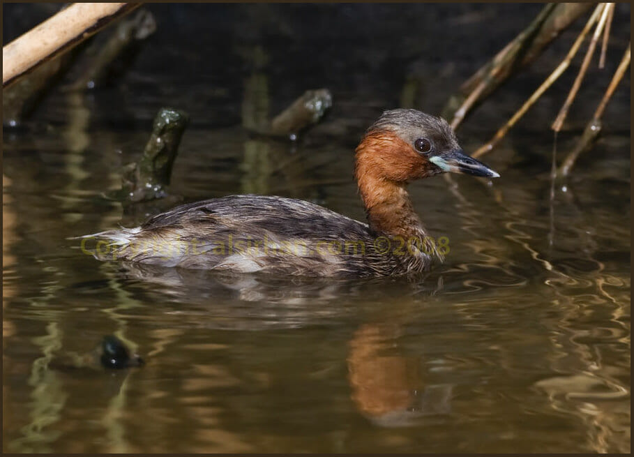 Little Grebe swimming in water