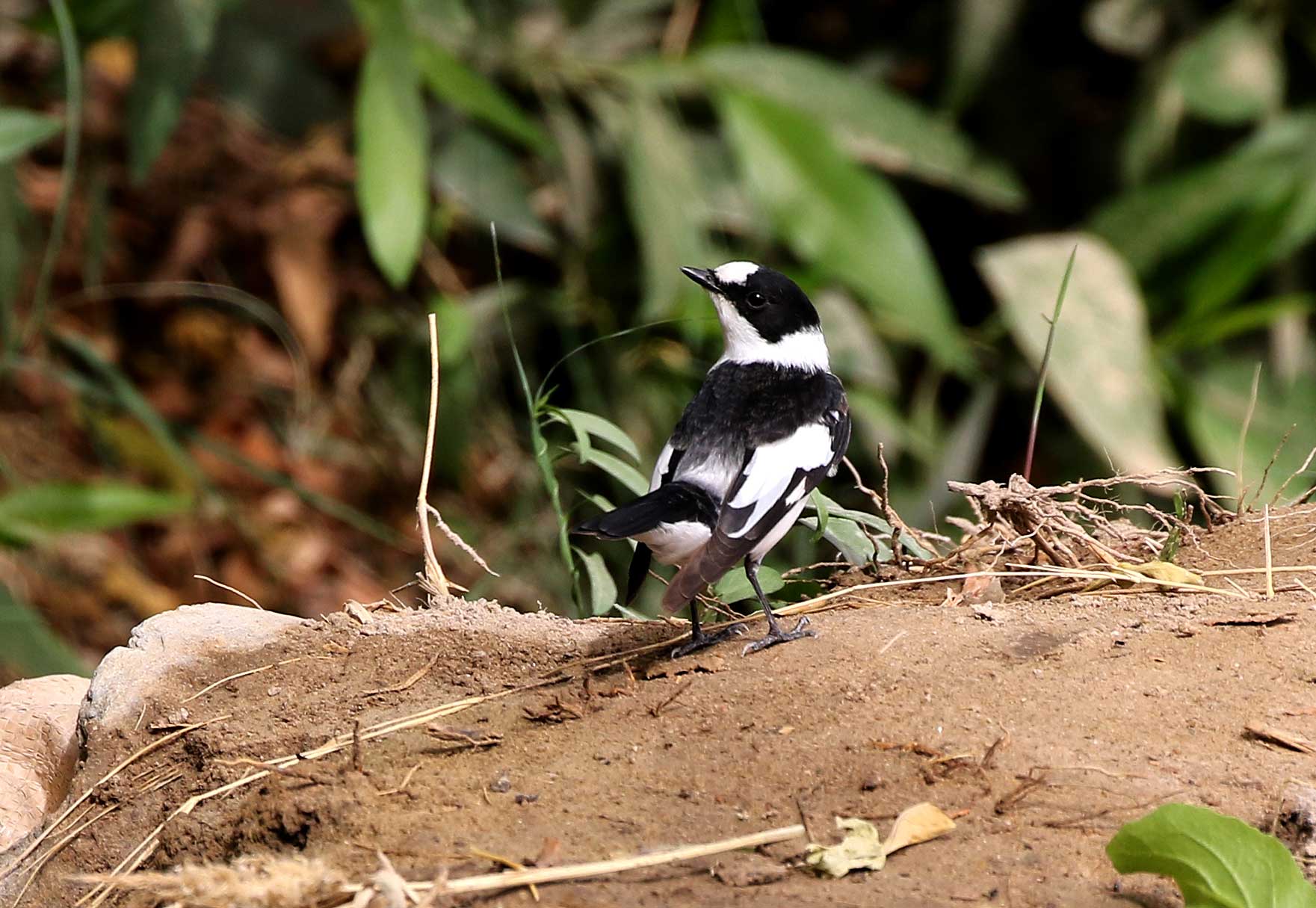 Collared Flycatcher perched on grounds