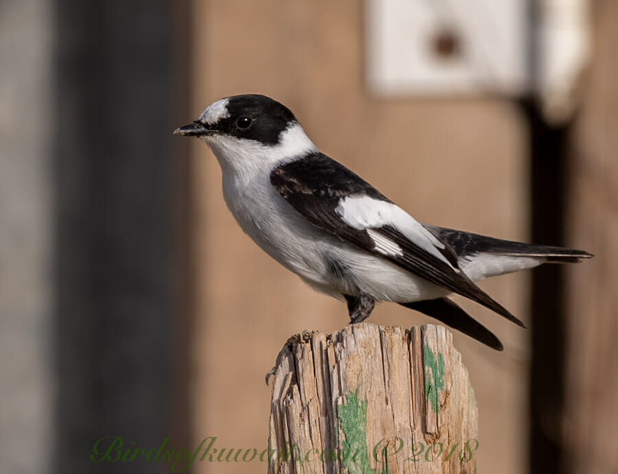 Collared Flycatcher perched on a log