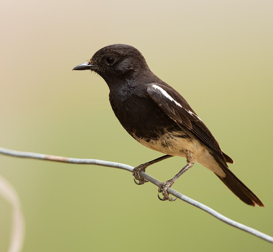 Pied Bush Chat perched on wire