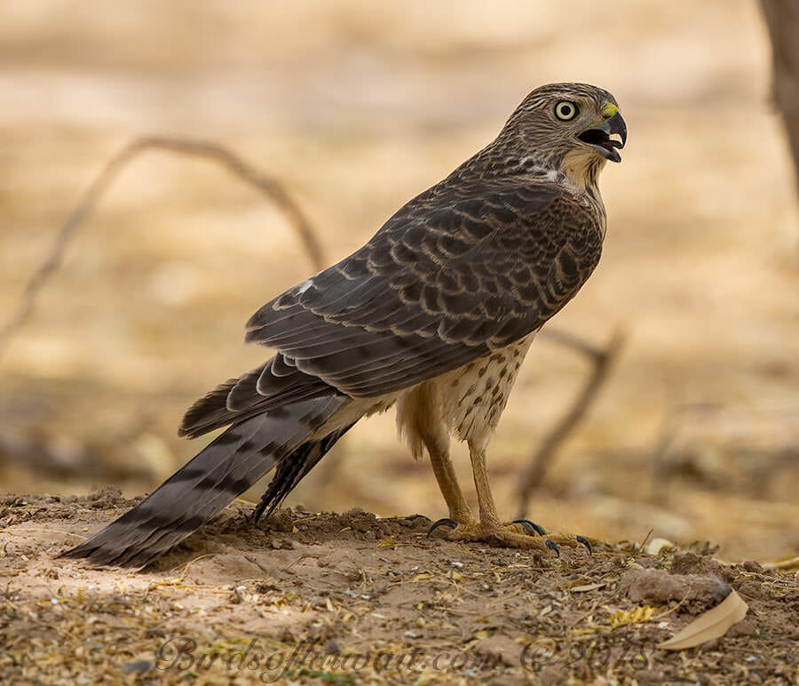 Asian Shikra perched on ground