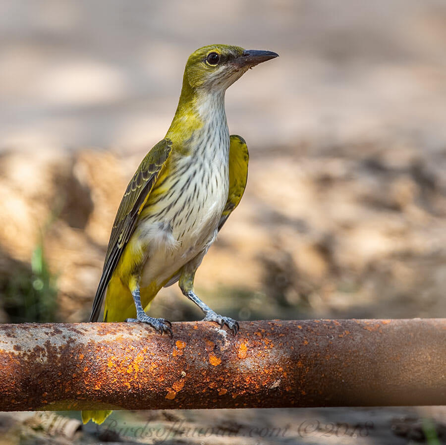 Eurasian Golden perched on a water pipe