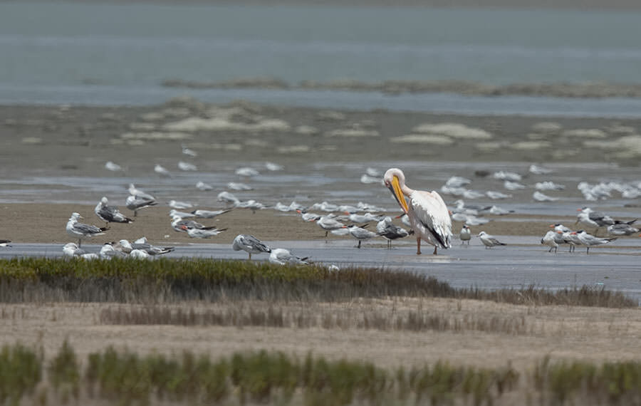 Great White Pelican preening amongst gulls and terns