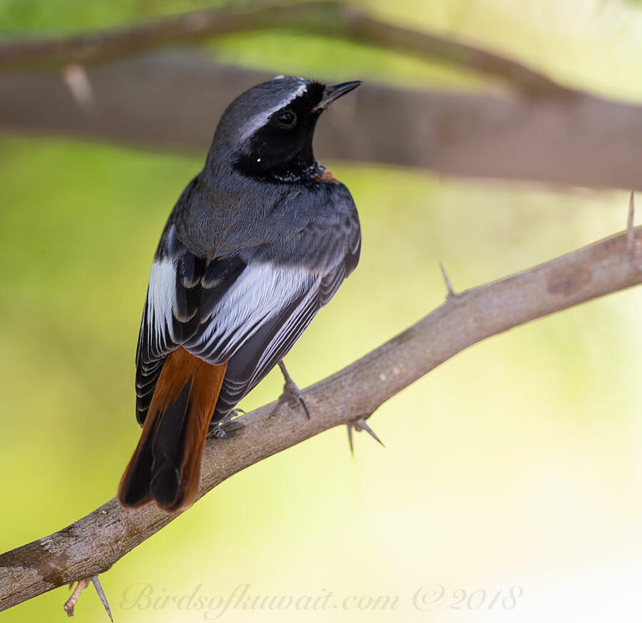 Ehrenberg's Redstart perched on a branch of a tree